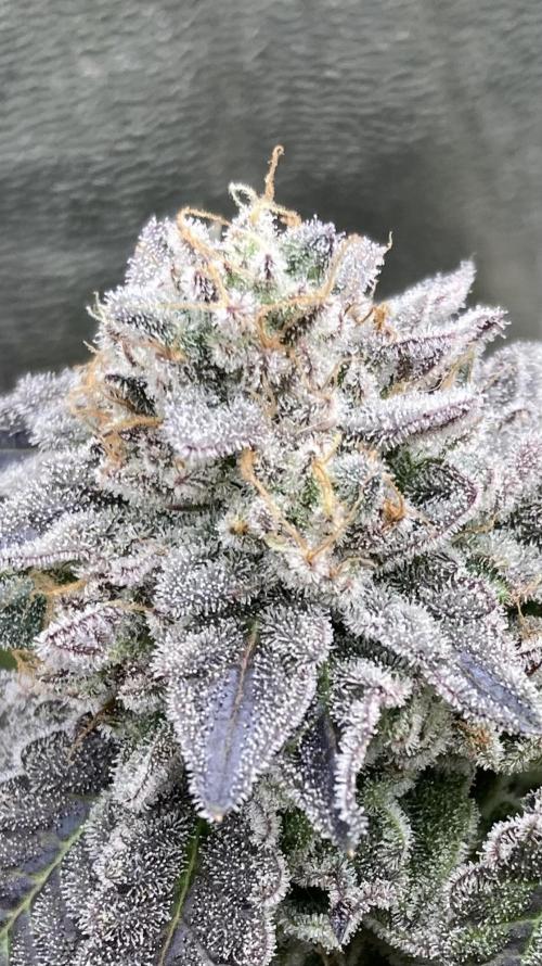 Gastini (LIT Farms). Week 17