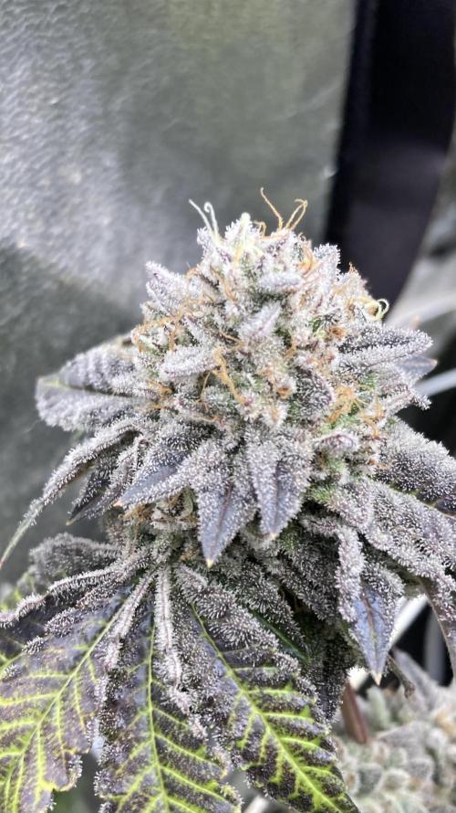 Gastini (LIT Farms). Week 17