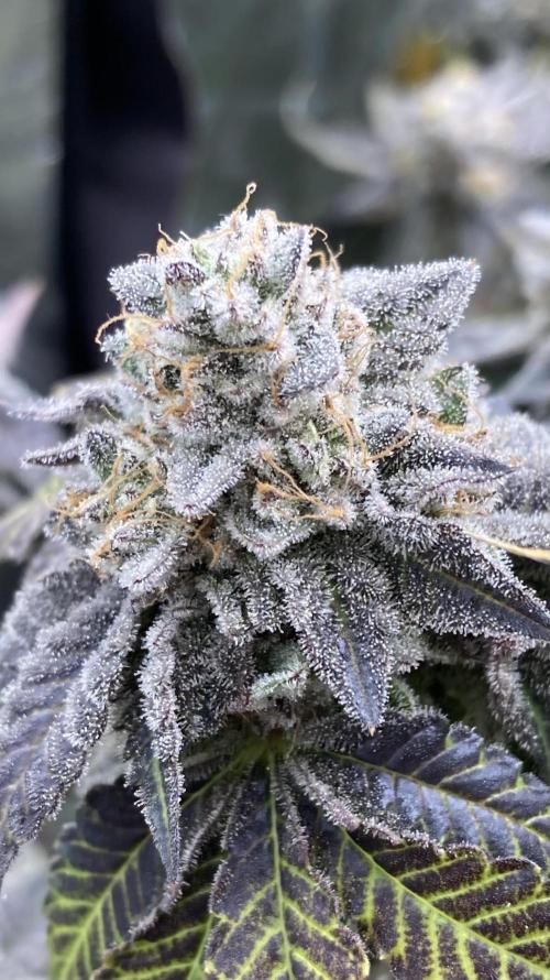 Gastini (LIT Farms). Week 17