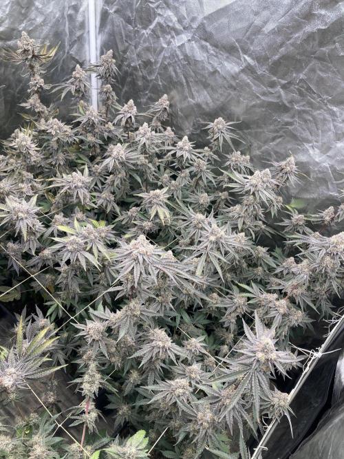 Zoy Sauce Clones (My Keeper Cut). Week 11