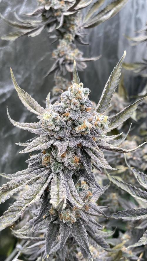 Zoy Sauce Clones (My Keeper Cut). Week 11