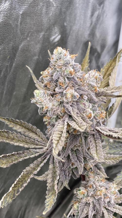 Zoy Sauce Clones (My Keeper Cut). Week 11