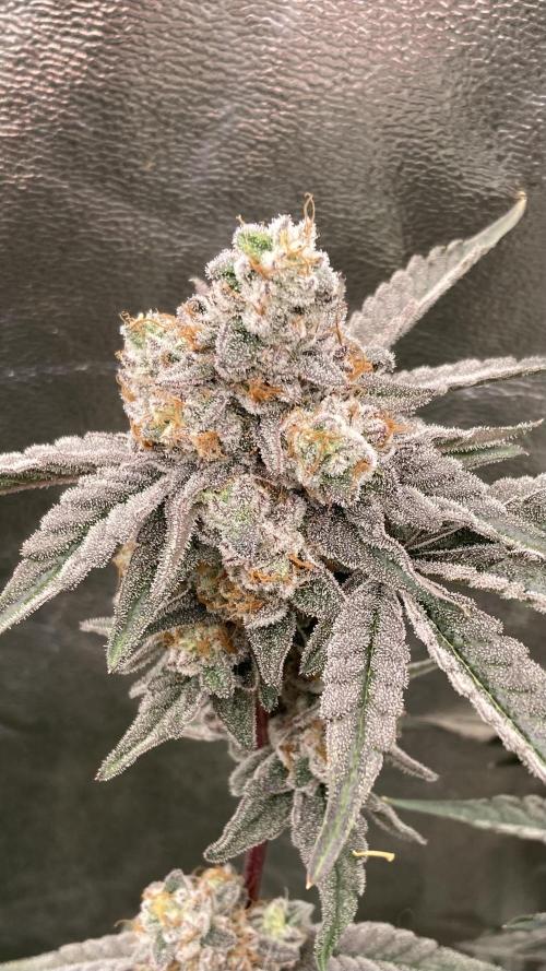 Zoy Sauce Clones (My Keeper Cut). Week 11