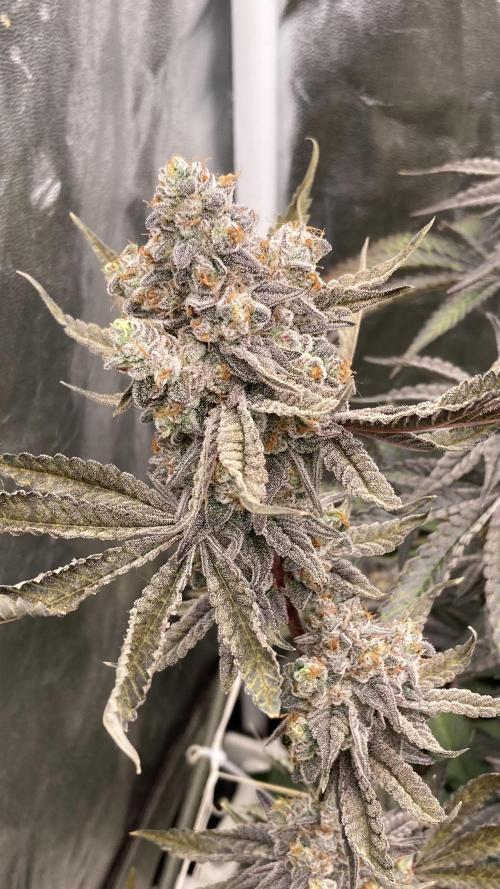 Zoy Sauce Clones (My Keeper Cut). Week 11