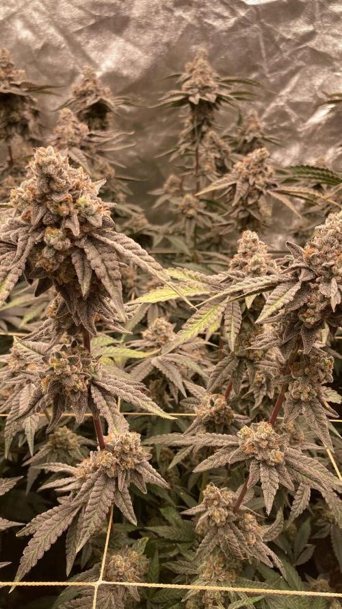 Zoy Sauce Clones (My Keeper Cut). Week 11