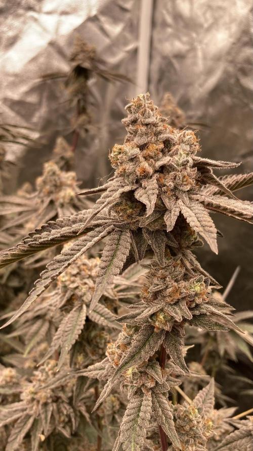 Zoy Sauce Clones (My Keeper Cut). Week 11