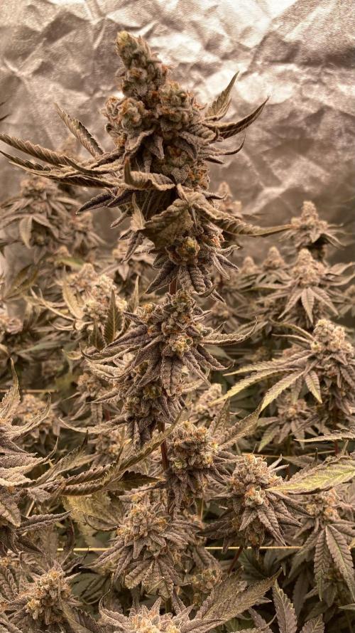 Zoy Sauce Clones (My Keeper Cut). Week 11