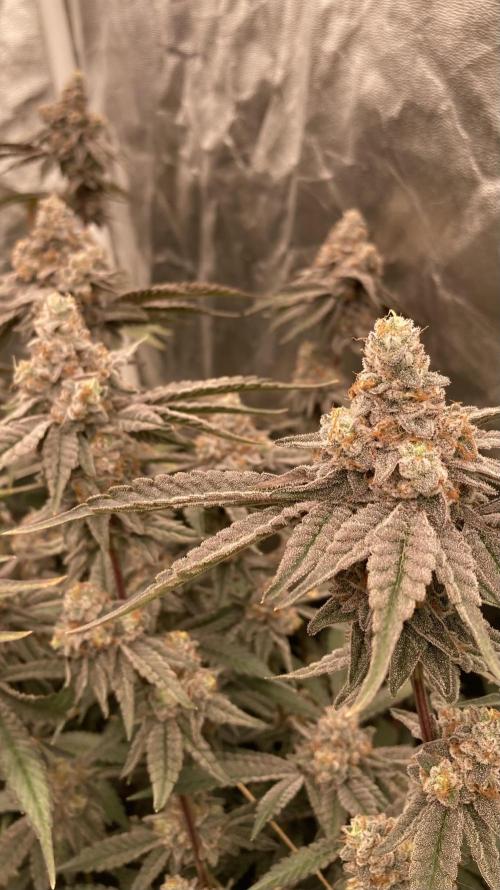 Zoy Sauce Clones (My Keeper Cut). Week 11