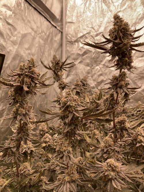 Zoy Sauce Clones (My Keeper Cut). Week 11
