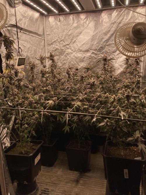 Zoy Sauce Clones (My Keeper Cut). Week 11