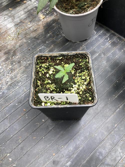 Black Rainbow (LIT Farms). Week 4
