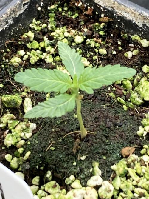 Black Rainbow (LIT Farms). Week 4