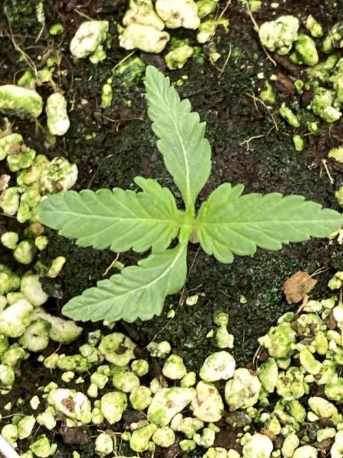 Black Rainbow. Week 4