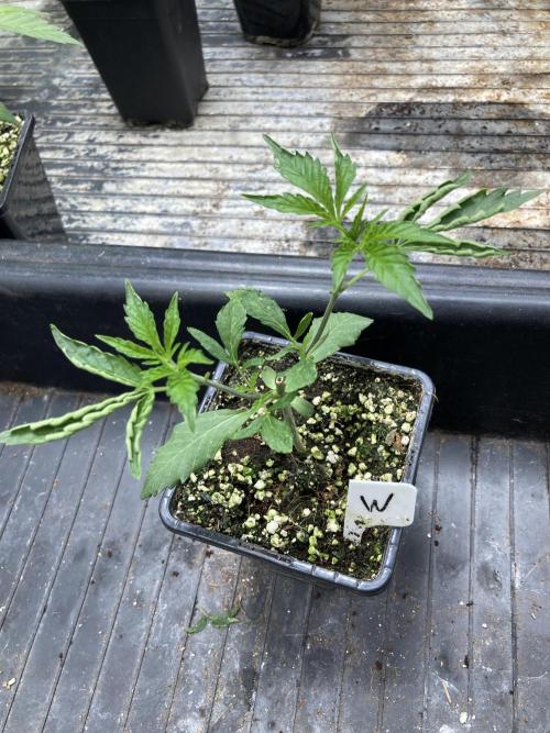 Windu (Wizard Trees). Week 4