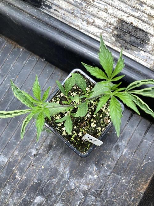 Windu (Wizard Trees). Week 4