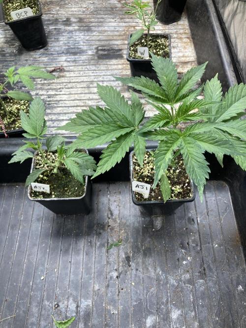 Atomic Jelly (In House Genetics). Week 4