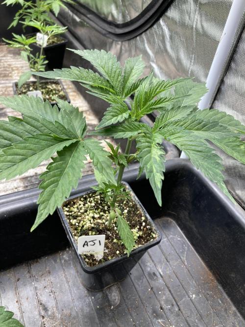Atomic Jelly (In House Genetics). Week 4