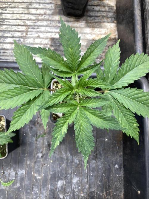 Atomic Jelly (In House Genetics). Week 4