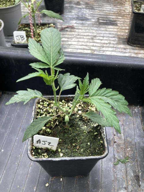 Atomic Jelly (In House Genetics). Week 4