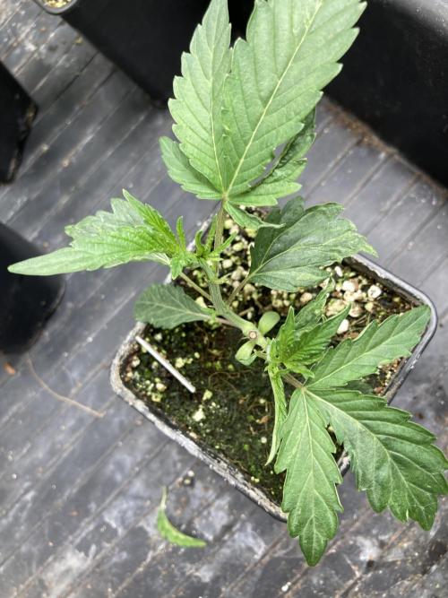 Atomic Jelly (In House Genetics). Week 4