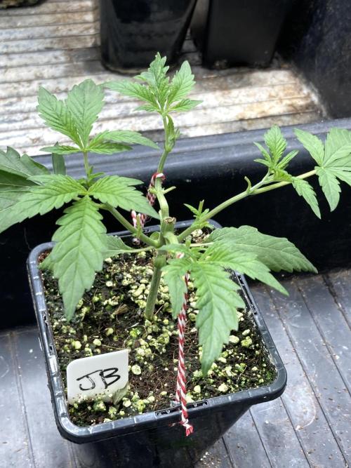 Jelly Breath S1. Week 4
