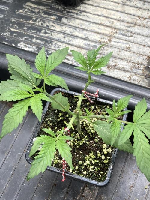 Jelly Breath S1. Week 4