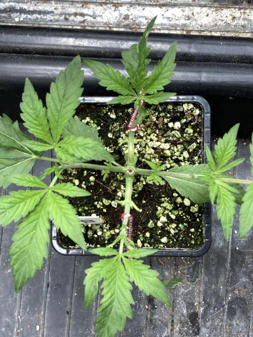 Jelly Breath S1. Week 4