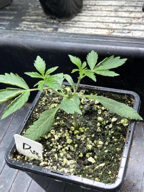 Do-lato V2 (In House Genetics). Week 4