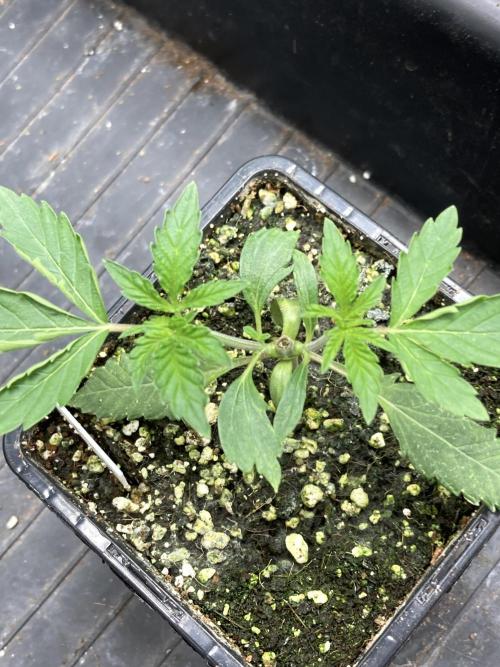 Do-lato V2 (In House Genetics). Week 4