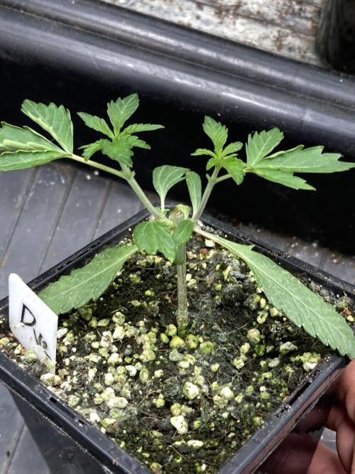 Do-lato V2 (In House Genetics). Week 4