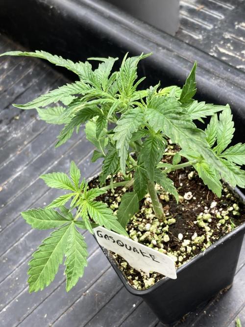GasQuake (In House Genetics). Week 4