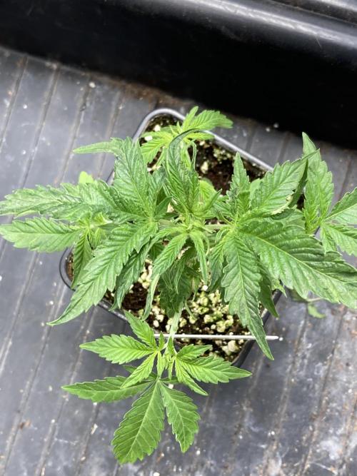 GasQuake (In House Genetics). Week 4