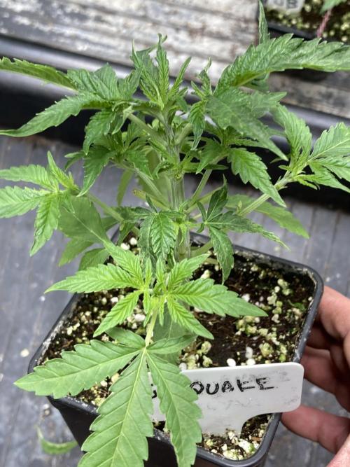 GasQuake (In House Genetics). Week 4