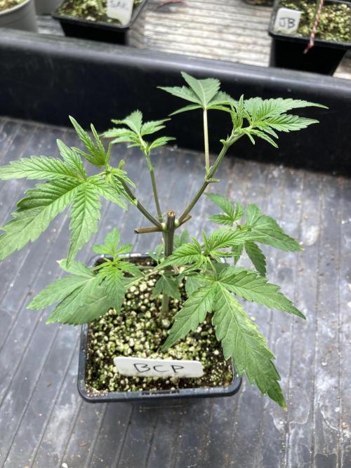 BlackCherry Punch (In House Genetics). Week 4