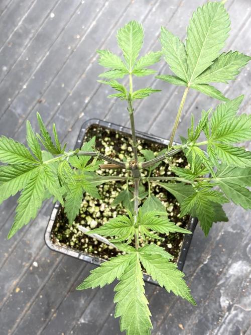 BlackCherry Punch (In House Genetics). Week 4