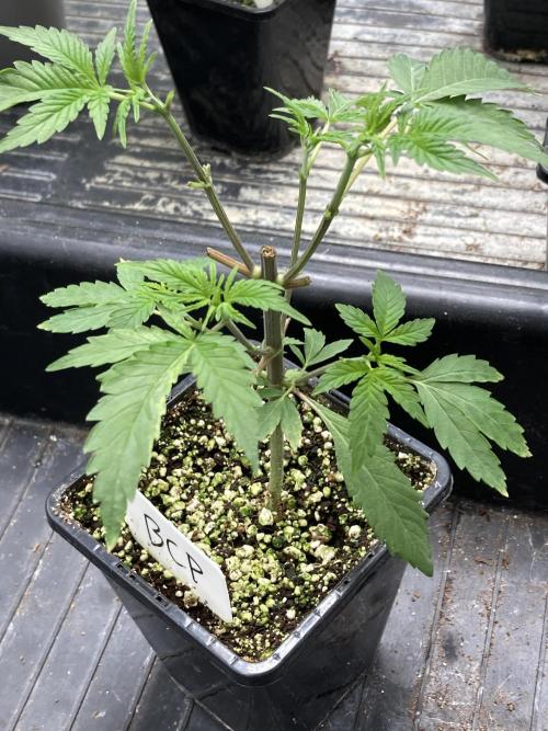 Black Cherry Punch. Week 4