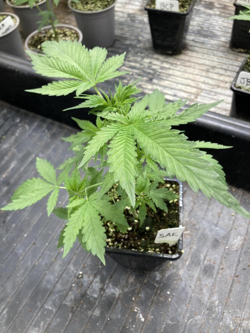 Strawberry Ak (Serious Seeds). Week 4