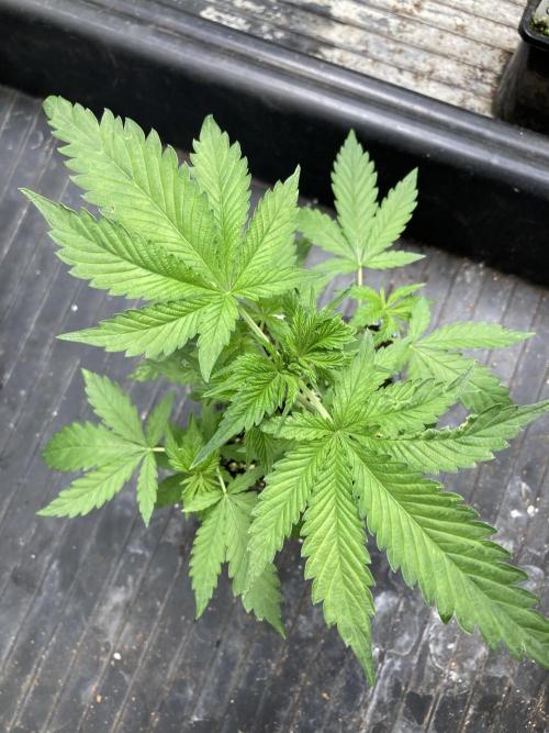 Strawberry Ak (Serious Seeds). Week 4