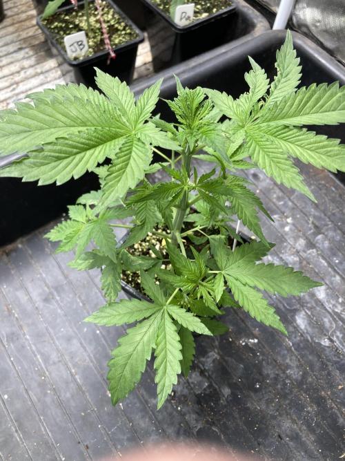 Strawberry AK. Week 4