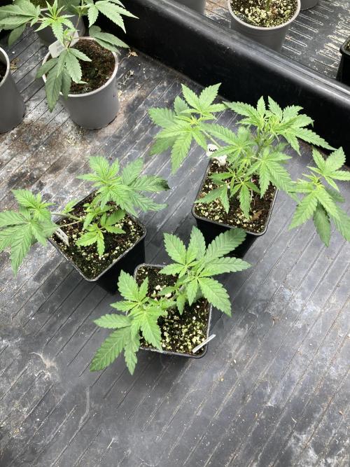 White Rhino (Green House Seeds). Week 4