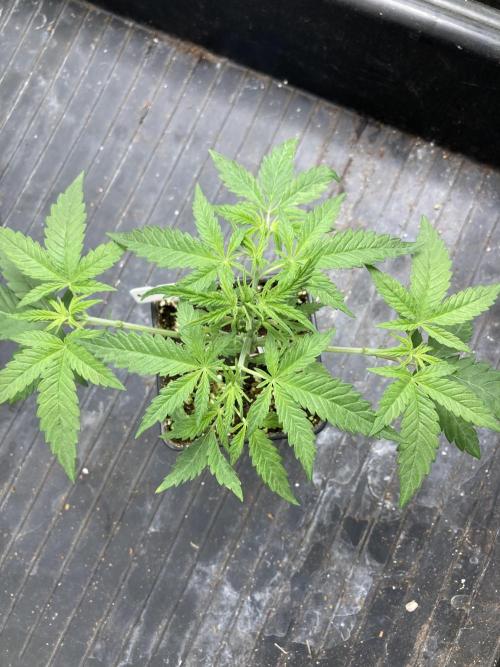 White Rhino (Green House Seeds). Week 4