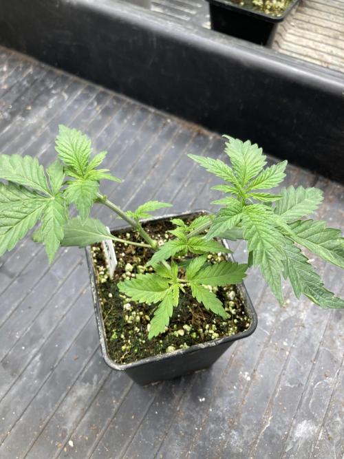 White Rhino (Green House Seeds). Week 4