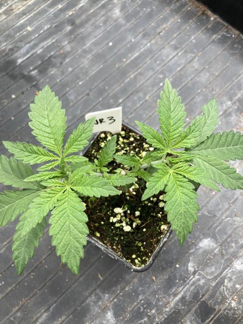 White Rhino (Green House Seeds). Week 4