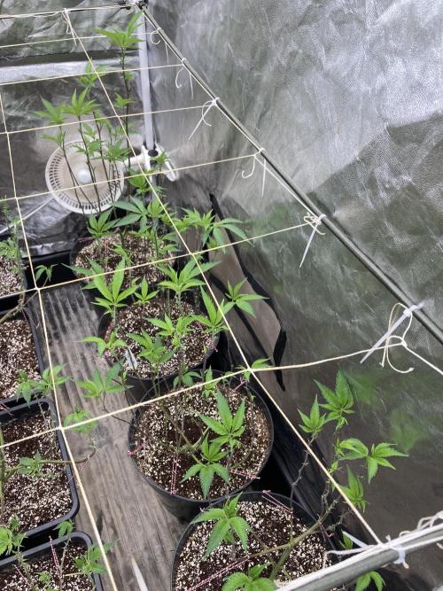 Gas Cream Runtz Clones (LIT Farms). Week 1