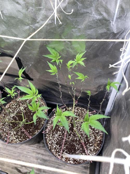 Gas Cream Runtz Clones (LIT Farms). Week 1