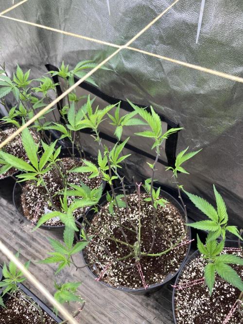 Gas Cream Runtz Clones (LIT Farms). Week 1