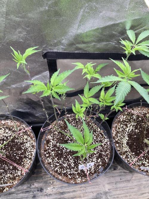 Gas Cream Runtz Clones (LIT Farms). Week 1