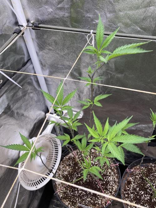 Gas Cream Runtz Clones (LIT Farms). Week 1