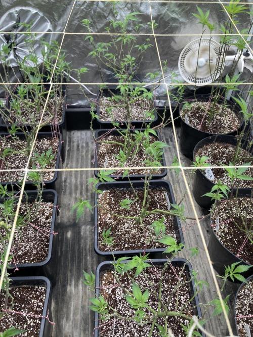 CN#2 Clones (Relentless Genetics). Week 1