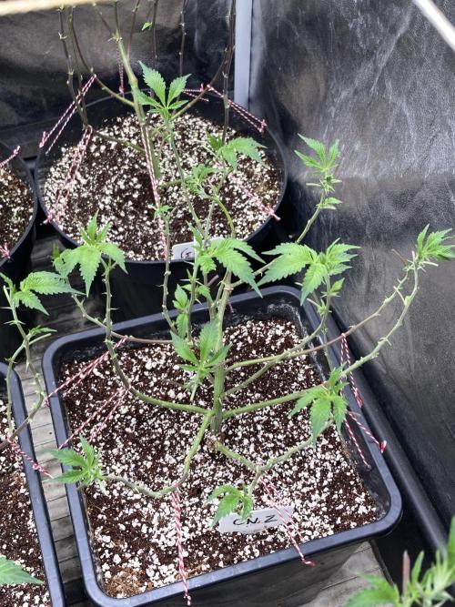 CN#2 Clones (Relentless Genetics). Week 1